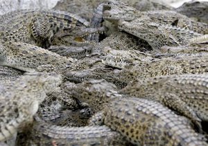 Крокодилы сбежали в тайланде