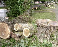 Вырубка деревьев в Киеве