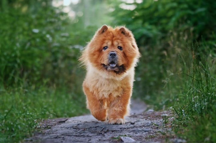 зоотовари для Ши-тцу 