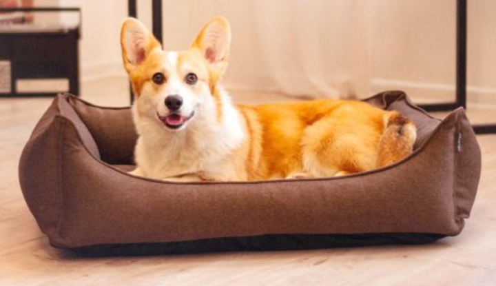 лежак для коргі