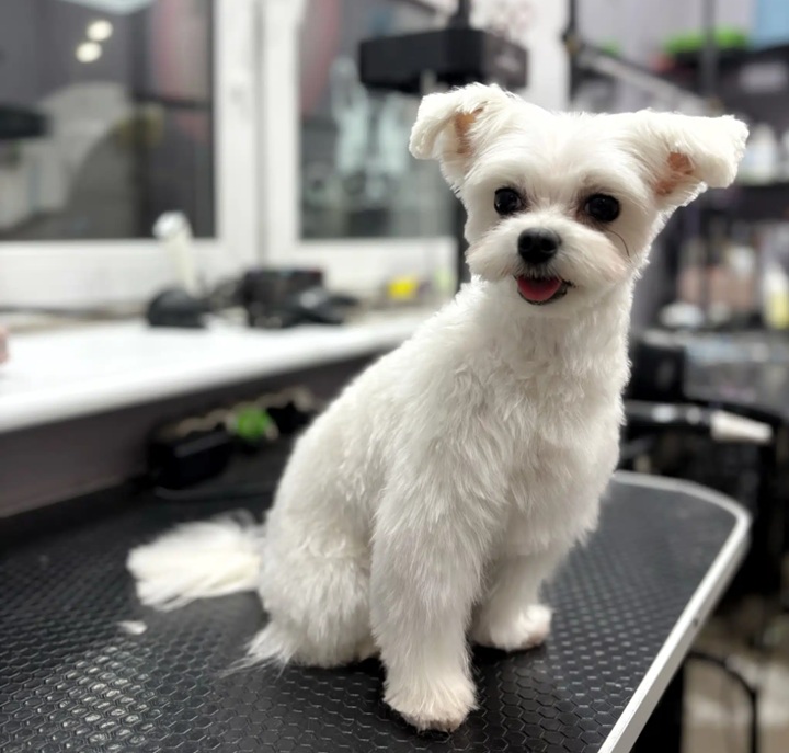 груминг мальтезе