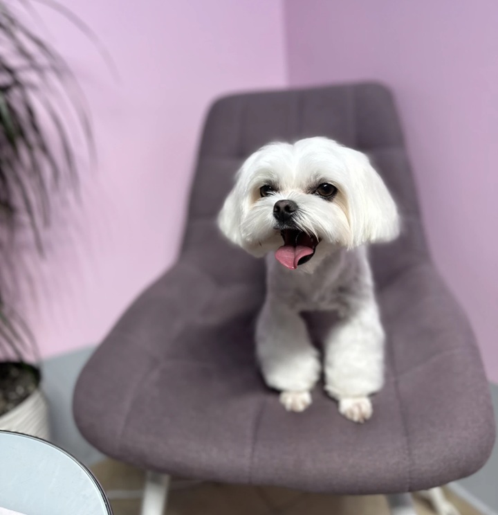 груминг мальтезе