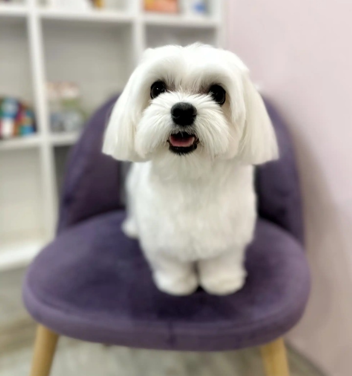 груминг мальтезе