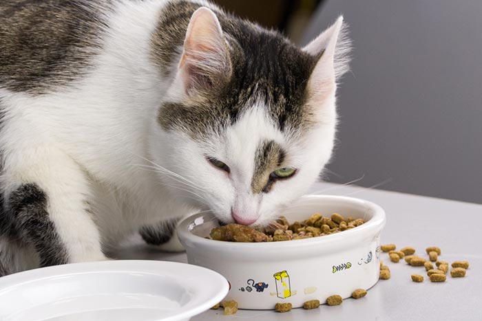 Экспертиза сухих кормов: чем можно кормить кошку? - Росконтроль