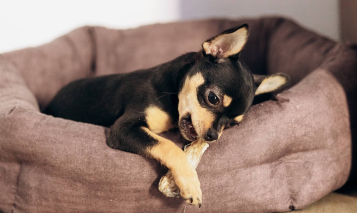 лакомства для собак